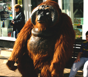 Rainforest Themed entertainment - walkabout Orangutan act